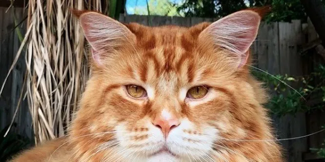 Omar the Maine Coon