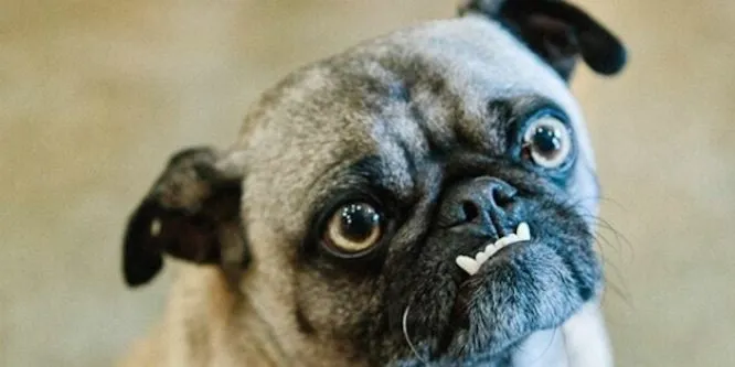 Ozzy the Pug
