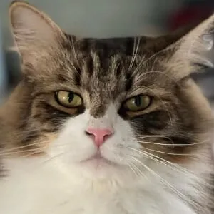 Catstradamus