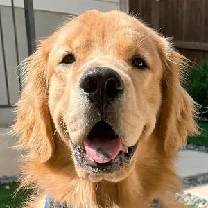 Bodie the Golden