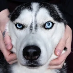 The Husky Moon