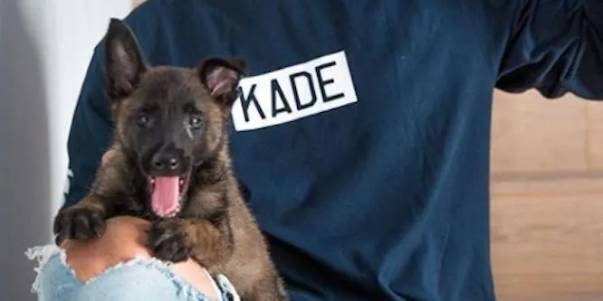 Apollo the K9