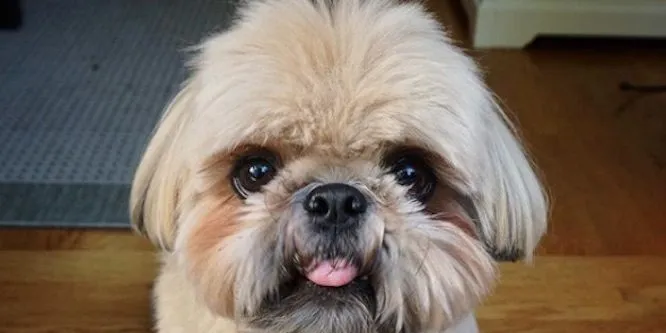 Dougie the Shih Tzu
