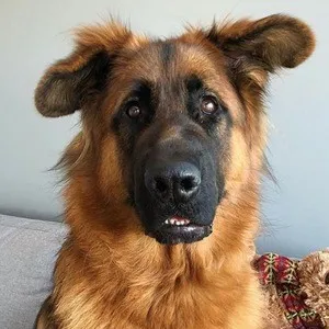 Zeus Shepherd