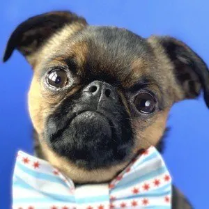Walter the Griff