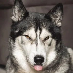 K'eyush the Stunt Dog