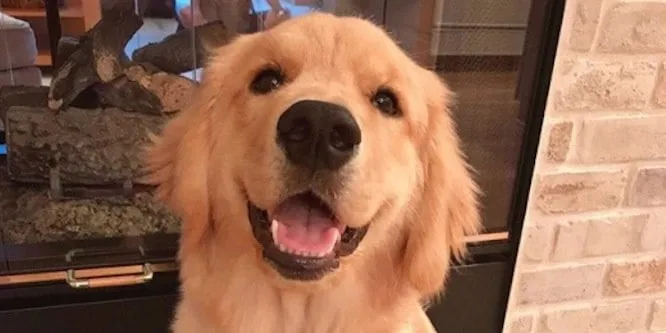 Rollie the Golden