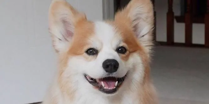 Tibby the Corgi