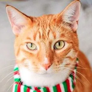 City the Kitty