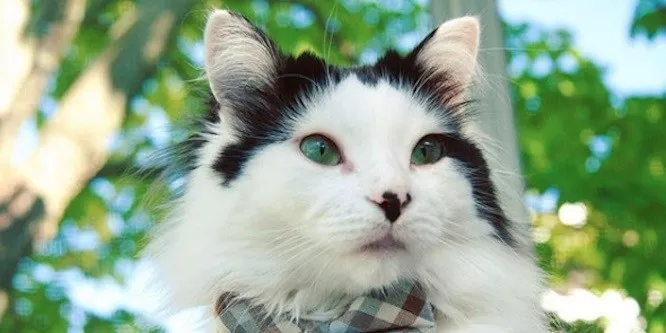 The Oreo Cat