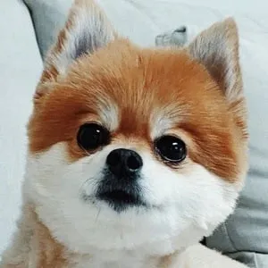 Quincy Fox