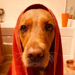 Copper Thechattylab
