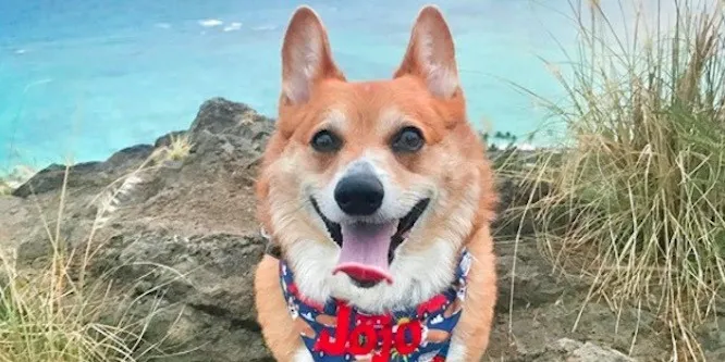 Super Corgi JoJo