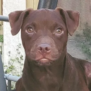 Nugs the Dog