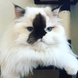 Smudge