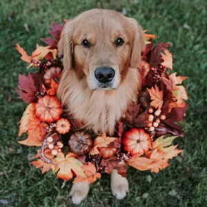 Rufio the Golden Retriever