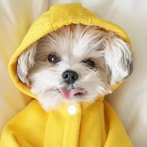 Herman in the Hood