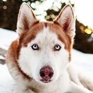 Kuma Bear