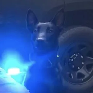 K9 Vader