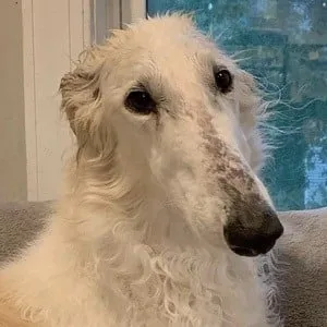 Eris The Borzoi