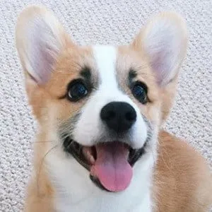 Tofu the Corgi