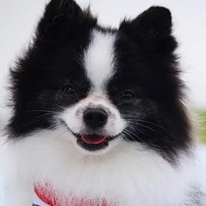 Huxley the Panda Puppy