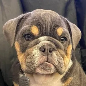 Franki The Bulldog
