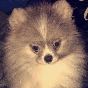 SilverPom