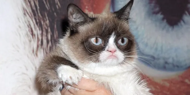 Grumpy Cat