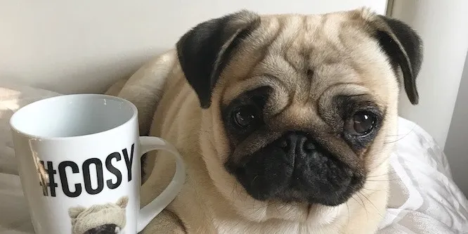 Moka The Adorable Pug