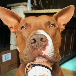 Baloo The Bunny Eared Bully
