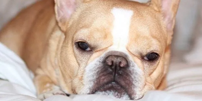 Chloe The Mini Frenchie