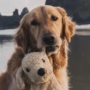 Gumbo the Dog