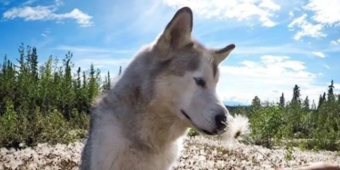 Loki the Wolf Dog