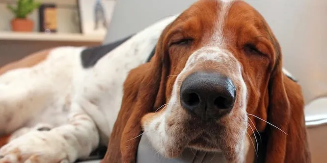 Dean The Basset