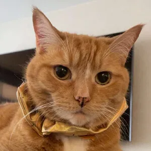 Zyler the Cat
