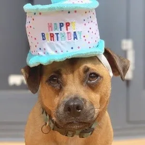 Dustin Pup