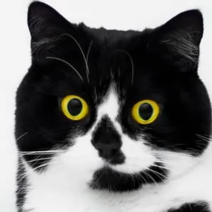 Zoe the Cat