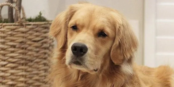 Louie The Golden Retriever