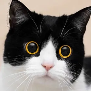 Izzy the Cat