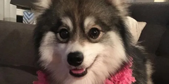 Norman the Pomsky
