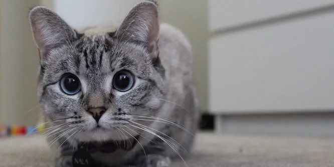 Nala Cat