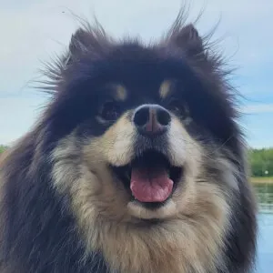 bentley_fluffball