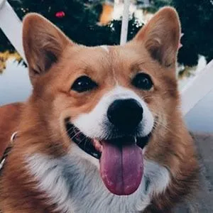 Harlan the Corgi