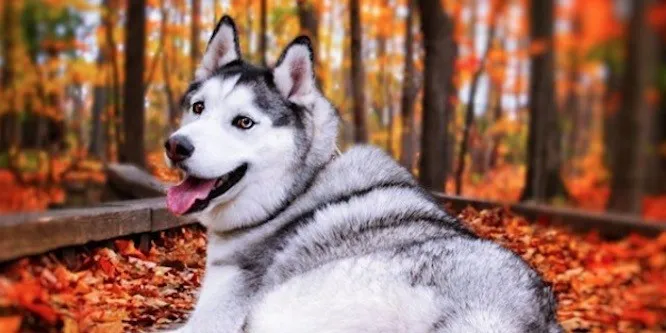 Maska the Husky