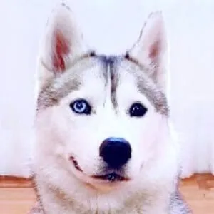 Skaya Siberian