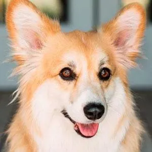 Maxine dog the Fluffy Corgi