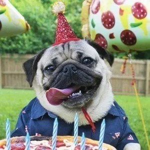 Doug The Pug