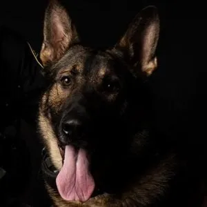 K9 Arlo