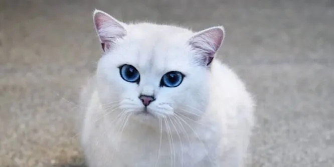 Coby the Cat